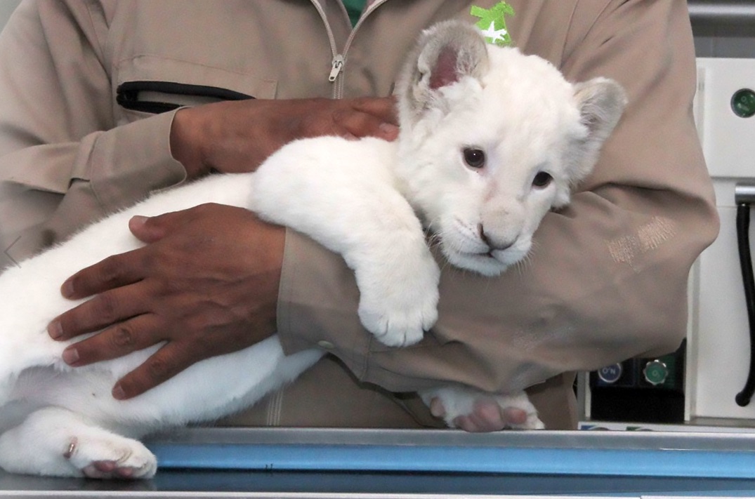 Σπάνιο λευκό λιοντάρι κάνει την πρώτη του δημόσια εμφάνιση - Εικόνα 2