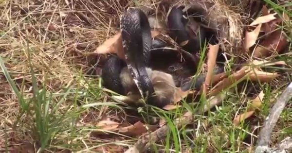 Μια μαμά κουνέλα παλεύει με ένα μεγάλο μαύρο φίδι για να προστατεύσει τα μωρά της