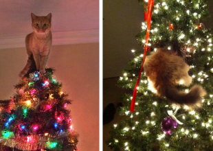 Δείτε 15+ Γάτες που βοήθησαν στο στολισμό του Χριστουγεννιάτικου Δέντρου