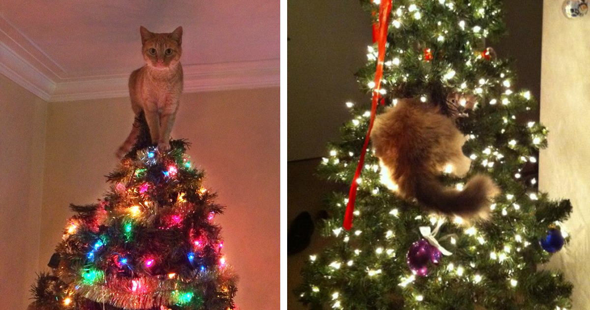 Δείτε 15+ Γάτες που βοήθησαν στο στολισμό του Χριστουγεννιάτικου Δέντρου