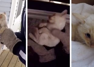 Οικογένεια επανέφερε στη ζωή άψυχο γατάκι που βρήκε θαμμένο στο χιόνι