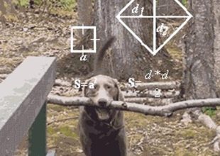 Ποιος είπε ότι οι σκύλοι δεν ξέρουν Γεωμετρία;