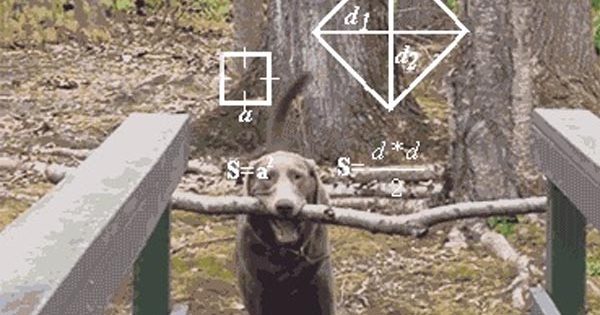 Ποιος είπε ότι οι σκύλοι δεν ξέρουν Γεωμετρία;