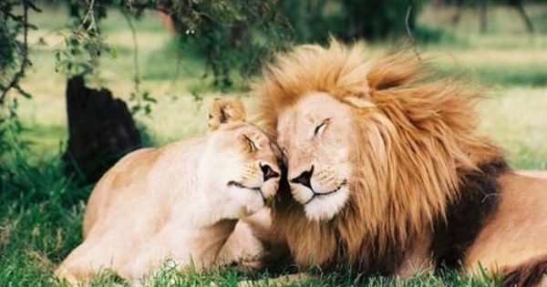 Έρωτας κι αγάπη στον κόσμο των ζώων