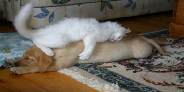 25 Αξιαγάπητες Γάτες που Κοιμούνται Αγκαλιά με Σκύλους! Έχουν Πάει τον Ύπνο σε άλλο Επίπεδο!