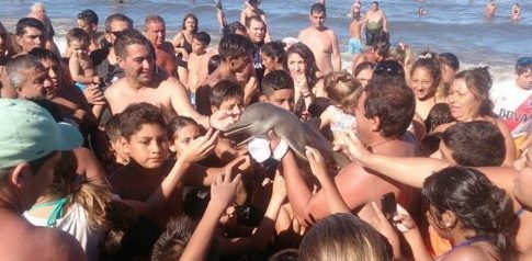 Ήθελαν να βγάλουν selfies με ένα μικρό δελφίνι και τελικά το σκότωσαν