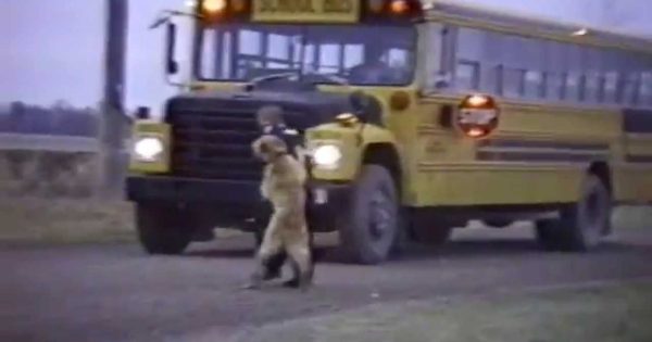 Όταν οι σκύλοι υποδέχονται τα παιδιά από το σχολείο...