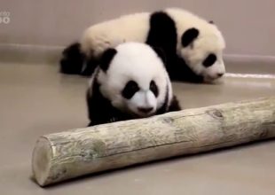 Ο ζωολογικός κήπος του Τορόντο «ανέβασε» δυο panda να μπουσουλάνε και το Διαδίκτυο τα έχει λατρέψει!