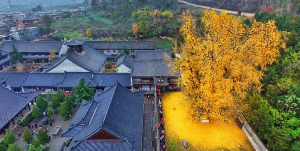 Αρχαίο Ginkgo γέμισε "Χρυσό" την αυλή Βουδιστικού Ναού στην Κίνα!
