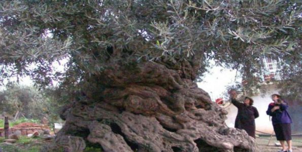 Στην Κρήτη τα αρχαιότερα δένδρα στον κόσμο!- Ελιές 9.000 ετών που ακόμα βγάζουν καρπούς! (φωτο)