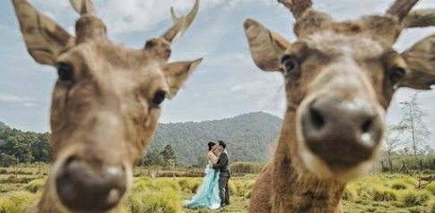 17 Photobombs γάμου που θα σας κάνουν να ξεκαρδιστείτε στα γέλια