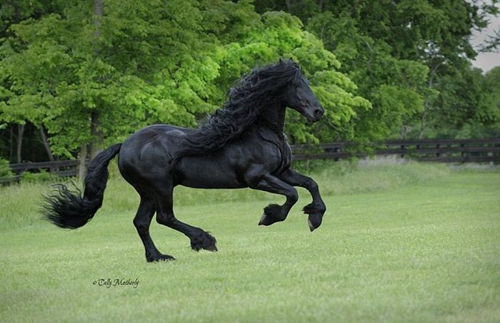 Frederik ο μέγας, το άλογο με τη μαγευτική χαίτη...!-03