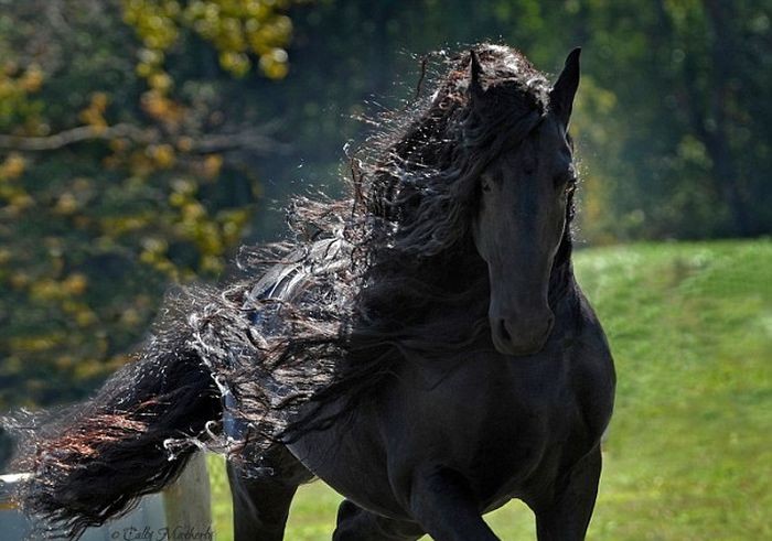 Frederik ο μέγας, το άλογο με τη μαγευτική χαίτη...!-04