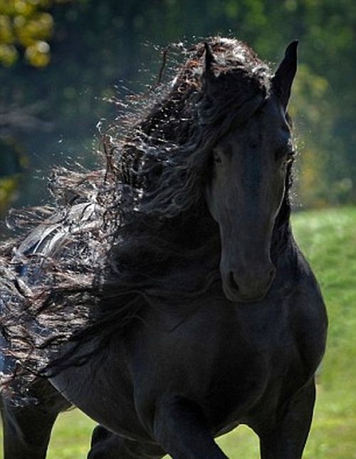 Frederik ο μέγας, το άλογο με τη μαγευτική χαίτη...!-06