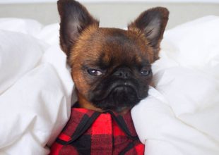 Gizmo,το διάσημο κουτάβι του Instagram με τη μόνιμα ξενερωμένη φατσούλα ...