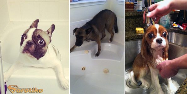 Απελπισμένα Σκυλάκια Λίγο Πριν το... Μπάνιο!
