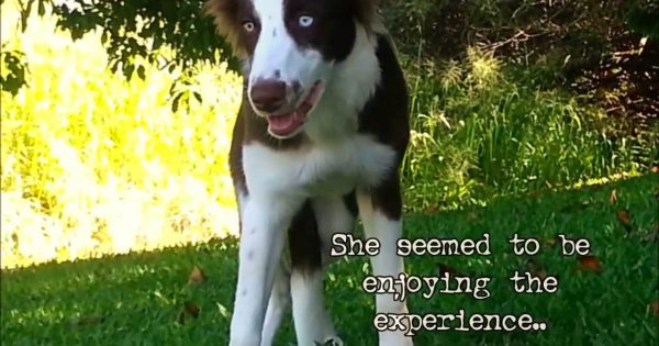 Δείτε την αντίδραση σκύλου αφού έφαγε άγρια ψυχοδραστικά μανιτάρια...