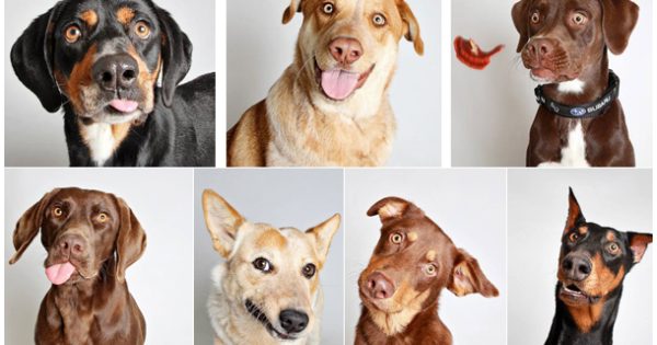 Φωτογράφος βοηθά Σκυλάκια Καταφυγίων να Υιοθετηθούν με τις ξεχωριστές Λήψεις του!