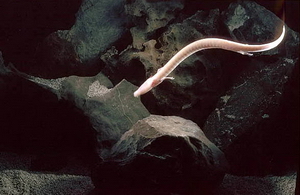 "Μωρό Δράκος" Εκκολάφτηκε σε Αρχαίο Σπήλαιο της Σλοβενίας