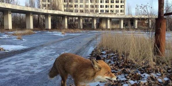 Τα ζώα του Chernobyl...