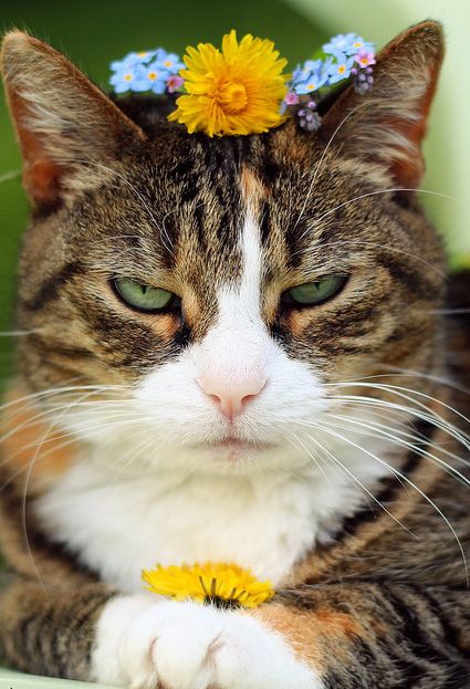 Γάτες και λουλούδια, ο πιο γλυκός συνδυασμός!