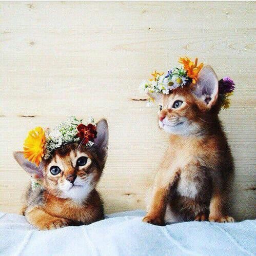 Γάτες και λουλούδια, ο πιο γλυκός συνδυασμός!