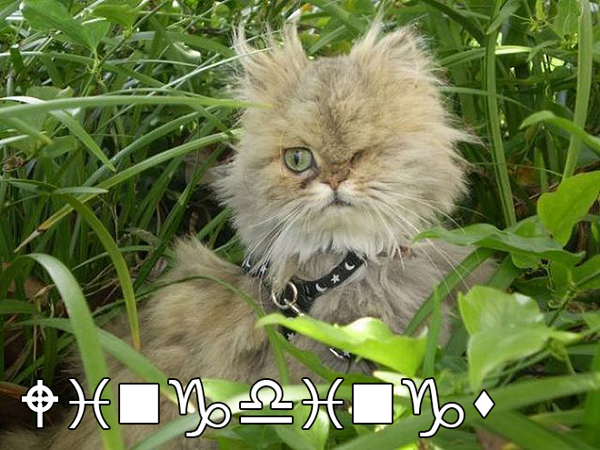 Αν οι Γραμματοσειρές ήταν... Γάτες!