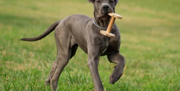 Μια λίστα με τις πιο ενεργές ράτσες σκυλιών στις ΗΠΑ