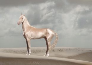 Τα άλογα που επιλέχθηκαν ως τα ομορφότερα όλου του κόσμου