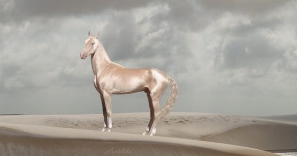 Τα άλογα που επιλέχθηκαν ως τα ομορφότερα όλου του κόσμου