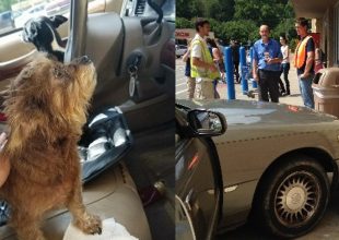 Δυο ανυπόμονα σκυλάκια οδήγησαν και τράκαραν το αμάξι του αφεντικού τους