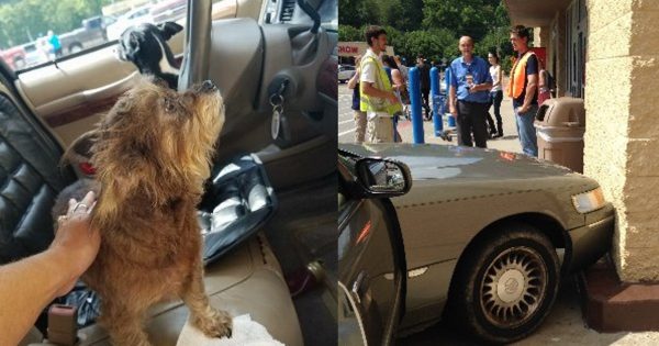 Δυο ανυπόμονα σκυλάκια οδήγησαν και τράκαραν το αμάξι του αφεντικού τους