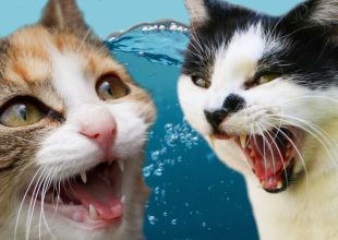 Η απόδειξη οτι οι γάτες δεν τα πάνε καλά με το νερό!