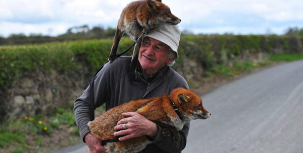 Καλόκαρδος Ιρλανδός έσωσε 2 αλεπούδες και τώρα τον ακολουθούν παντού