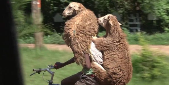 Οι μεταφορές με ποδήλατα στην Αιθιοπία έχουν πάει σε άλλο επίπεδο
