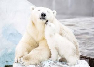 Αξιαγάπητες φωτογραφίες απο μαμάδες αρκούδες με τα μωρά τους