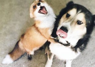 Μια αλεπού κι ένας σκύλος κάνουν το πιο γλυκό δίδυμο που έχετε δεί!!!