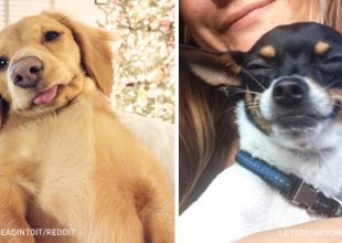 Οι πιο επιτυχημένες σκυλο-selfies που έχουμε δει!
