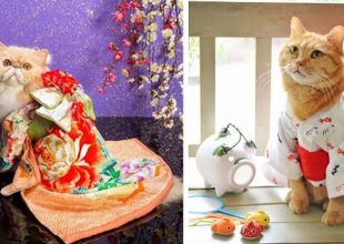 Οι γάτες με τα kimono ήταν κάτι που δεν περιμέναμε να δούμε