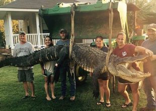 Γυναίκα κυνηγός έπιασε αλιγάτορα 300 κιλών