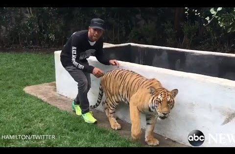 Ο Lewis Hamilton μας δείχνει πως να τρομάξουμε μια τίγρη