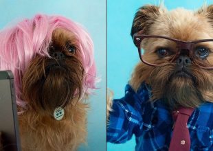 Δυο σκυλάκια πραγματικά fashion victims