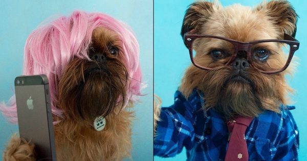 Δυο σκυλάκια πραγματικά fashion victims