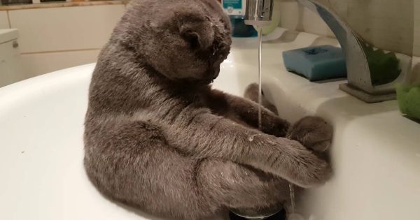 Οι γάτες δεν υποτίθεται πως μισούν το νερό;;;