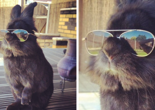 Κάποιος έβαλε γυαλιά ηλίου σε ένα κουνελάκι και έτσι ξεκίνησε μια επική μάχη με Photoshop