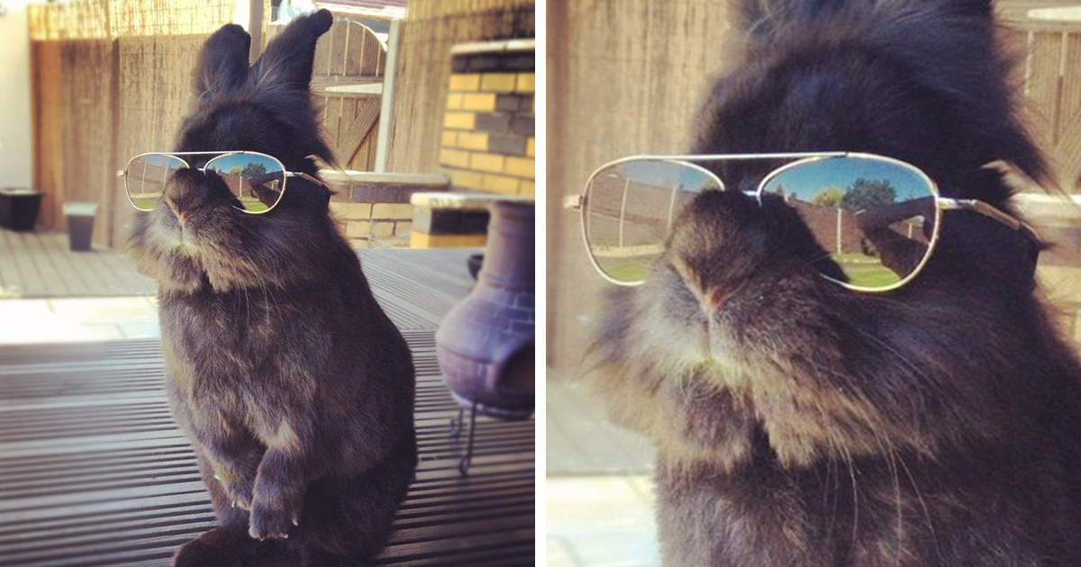 Κάποιος έβαλε γυαλιά ηλίου σε ένα κουνελάκι και έτσι ξεκίνησε μια επική μάχη με Photoshop