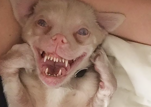 Το σκυλάκι που έχει κλέψει καρδιές στο Instagram