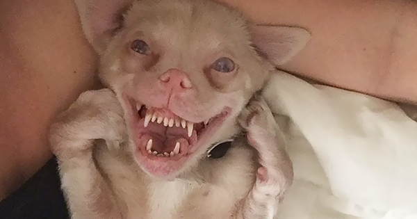 Το σκυλάκι που έχει κλέψει καρδιές στο Instagram