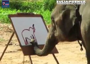 Το ελεφαντάκι που ζωγραφίζει!!