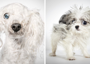 Φωτογράφος μόδας βοηθά εγκαταλελειμμένα σκυλιά να βρούνε σπίτι!